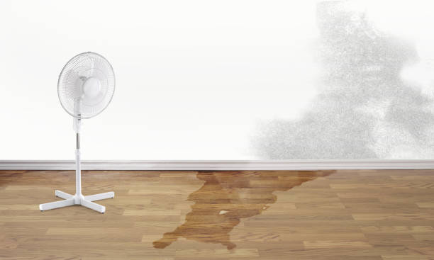 Best Carpet water damage restoration  in East Basin, UT